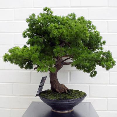 The Range Artificial Luxury Pine Bonsai Tree - Green