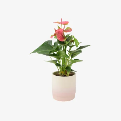 The Range Anthurium Pink Flamingo Flower - Exotic Indoor Plant in 12cm Pot - Flamingo Pink