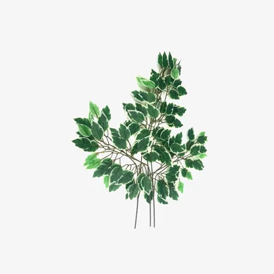 The Range 3 Artificial Faux Variegated Green Ficus Tree Leaf Sprays - Green