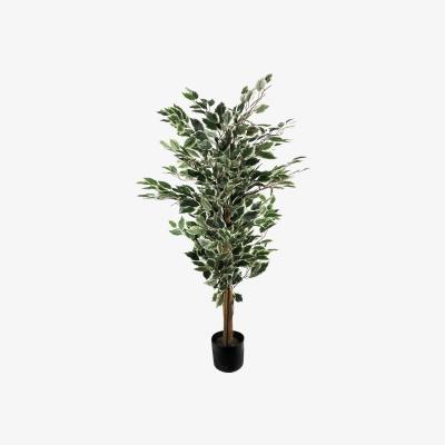 The Range Tall Variegated WhiteGreen Bushy Ficus Tree - Green