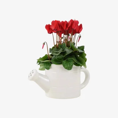 The Range Ceramic Watering Can with Cyclamen - Indoor Flowering Plant Gift - White