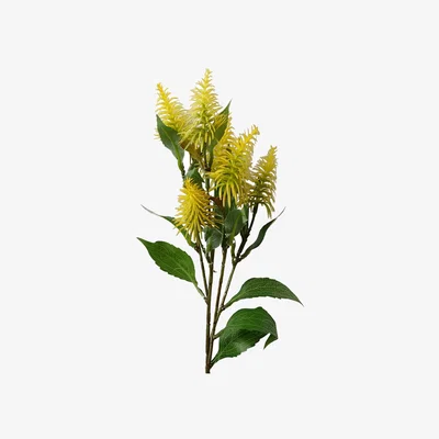 The Range Callistemon Pallidus Yellow Bottle Brush Stem Flowers - Yellow Bottle Brush