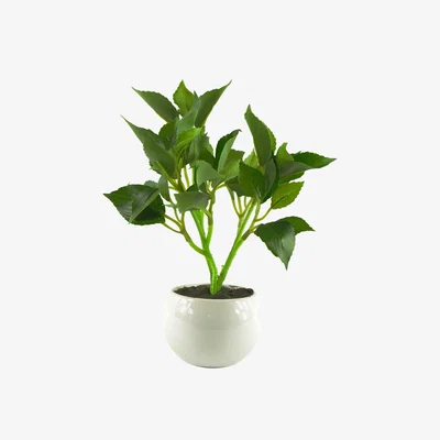 The Range Mini Desktop Artificial Bonsai Ficus in Ceramic Planter - Green