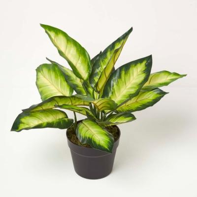 The Range Homescapes Dieffenbachia Dumb Cane Plant in Pot, 50 cm Tall - Green