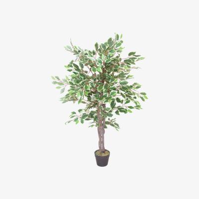 The Range LARGE Realistic White Edge Ficus Artificial Plant Tree - Green