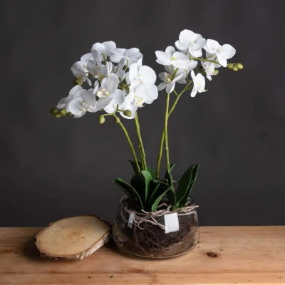 The Range Artificial Orchid in Clear Glass Pot - White