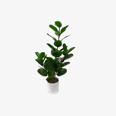 The Range Artificial Ficus Plant in White Pot - Green
