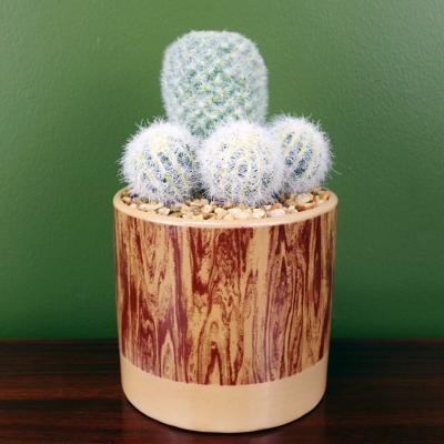 The Range Artificial Cactus Plant Arrangement in Ceramic Planter - Green