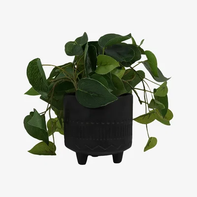 The Range Ivy in Footed Pot - Black
