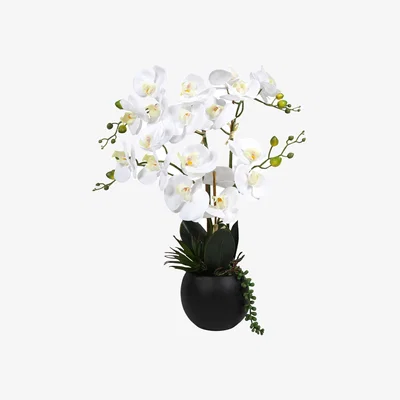 The Range Orchid in Pot with Succulent