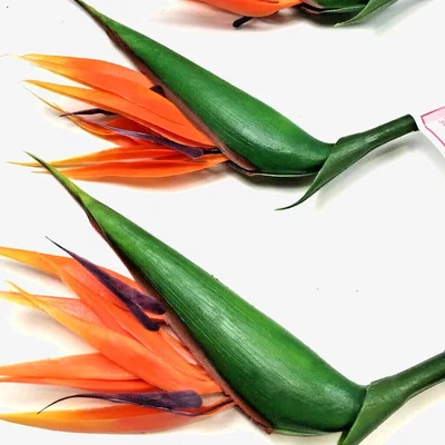 The Range 3 Bird of Paradise Flower Stems Large - Orange