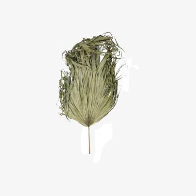 The Range Dried Sun Big Palm Exotic Decor - Green