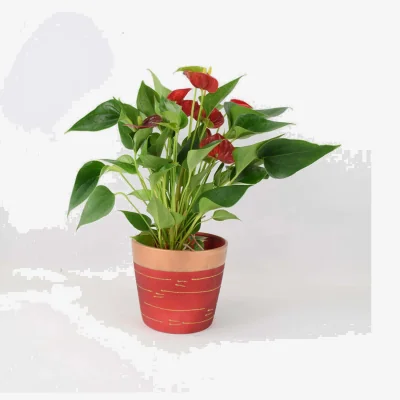 The Range Anthurium Red Flamingo Flower in 12cm Red and Gold Pot - Indoor Gift Plant - Red Flower