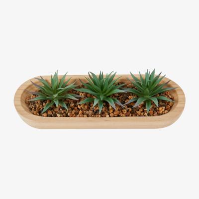 The Range Aloe in Wooden Tray - Green