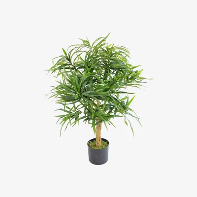 The Range Artificial Dracaena Plant Tree Pot - Premium Range - Green