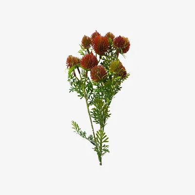 The Range Artificial Red Craspedia Flower Stem 55cm - Red