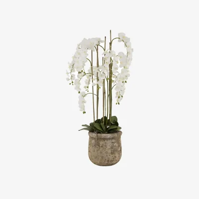 The Range Large Artificial Orchid in Antique Stone Pot - White