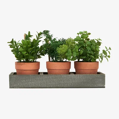 The Range Set of 3 Potted Herbs in Tray - Grey