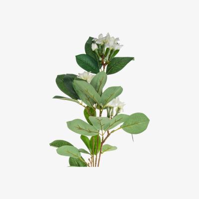 The Range Stephanotis Stem - Green