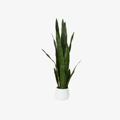 The Range Snake Plant - Green