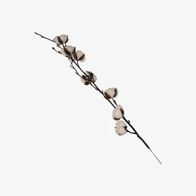 The Range Cotton Stem