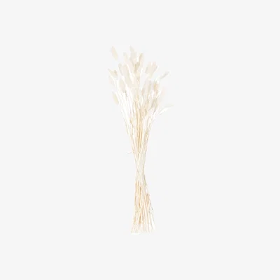 The Range Dried White Bunny Tail Bunch Delicate Filler - White