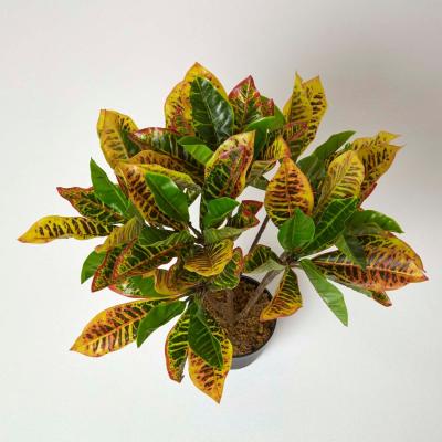 The Range Homescapes Green 'Rushfoil' Artificial Croton Plant with Pot, 65 cm - Green
