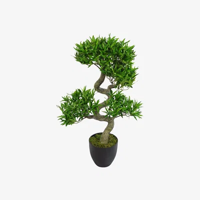 The Range Artificial Podocarpus Bonsai Tree Black Pot - Premium Range - Green