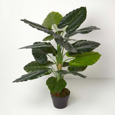The Range Homescapes Taro Plant in Pot, 90 cm Tall - Green