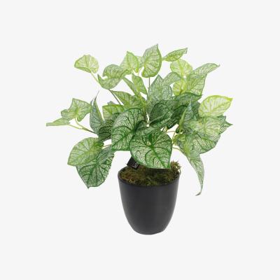 The Range Artificial Caladium Plant pot - Green