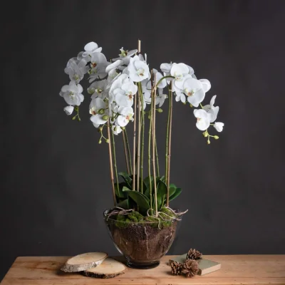 The Range Large Artificial Orchid in Glass Pot - White