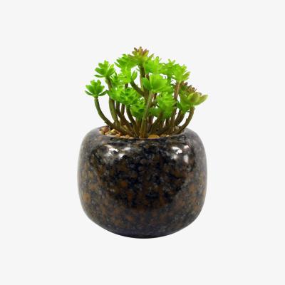 The Range Ceramic Spotted Planter Artificial Sedum Clavatum Plant - Green