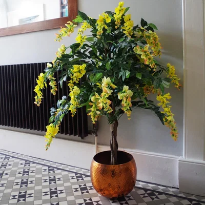 The Range Yellow Flowering Wisteria Tree - Yellow