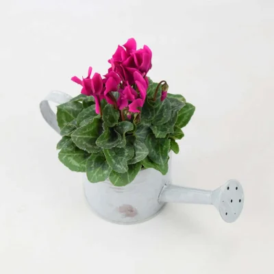 The Range Cyclamen in Decorative Watering Can - Autumn Flowering Patio Plant Gift - cyclamen purple tone