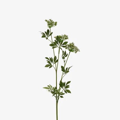 The Range Cow Parsley Ammi Delicate Filler - Green