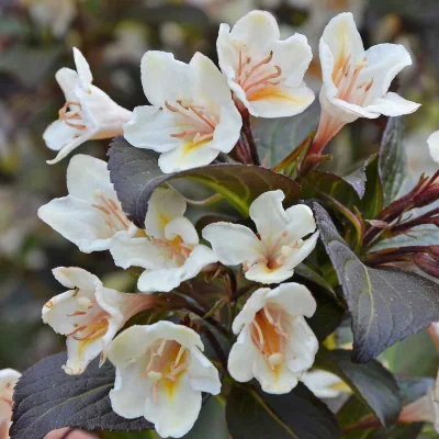 The Range Weigela 'Ebony and Ivory' - compact flowering shrub - White