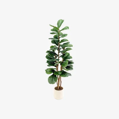 The Range Fiddle Tree in Pot