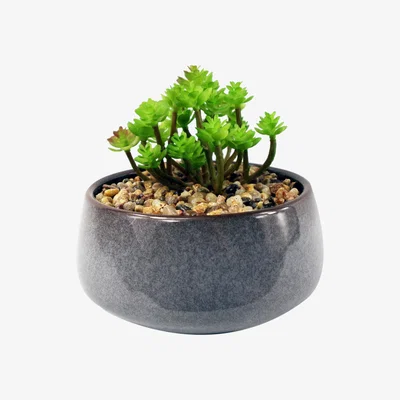 The Range Ceramic Blue Dish Planter Artificial Sedum Clavatum Plant - Blue