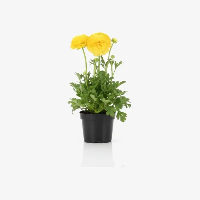 The Range Ranunculus Vortex Lemonade - 1L Pot Yellow Flowers - Green / Bright Yellow