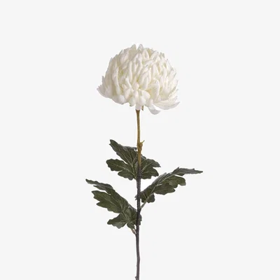 The Range Large Chrysanthemum Elegant Floral - White