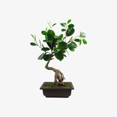 The Range Artificial Ficus Rounded Leaf Bonsai Tree - Green