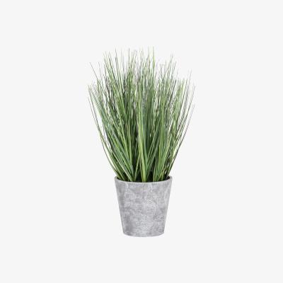 The Range Onion Grass in Pot