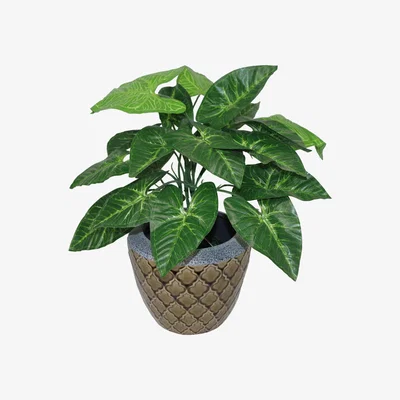 The Range Dark Taro Plant - Green