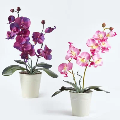The Range Homescapes Set of 2 Purple  Pink Phalaenopsis Orchids in White Pot, 38 cm - Dark purple and pink