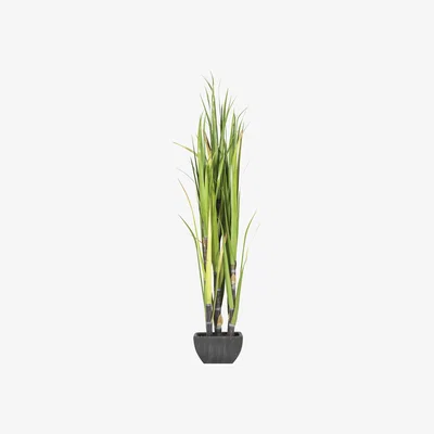 The Range Sugarcane in Terracotta Pot