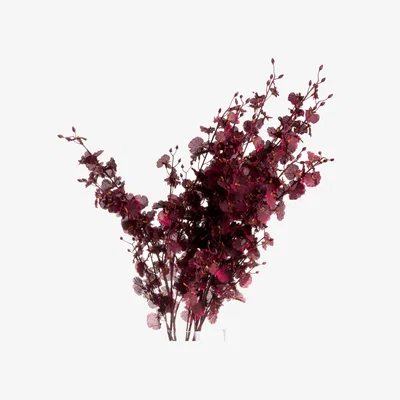 The Range Deep Burgundy Orchid Spray Rich Floral Accent - Maroon