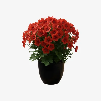 The Range Geranium Pelgardini Vancouver Centennial - Orange-Red Flowers 1L Pot - Green / Orange-Red
