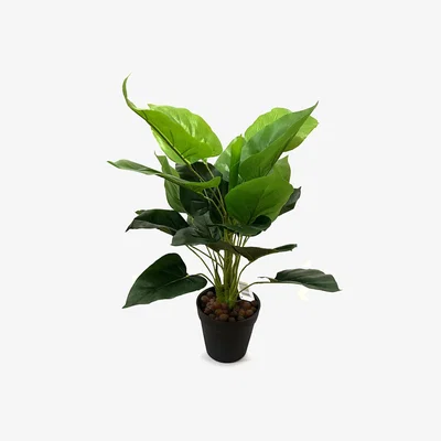 The Range Artificial Queen of Hearts Plant in Black Pot - Green