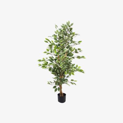 The Range Variegated WhiteGreen Bushy Ficus Tree - Green