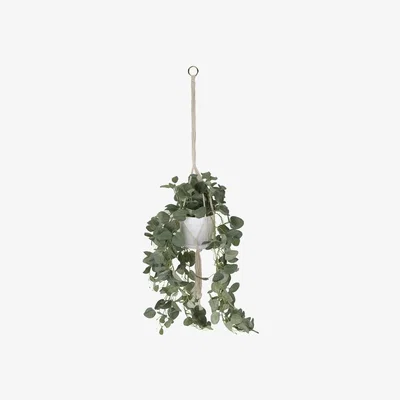 The Range Hanging Eucalyptus in Pot